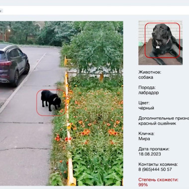 ИИ помог найти более тысячи домашних животных в Подмосковье