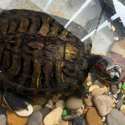 Сотрудники «РТ-Инвест» спасли черепаху 