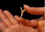 В Приморском карьере найден зуб акулы возрастом 37 млн лет 