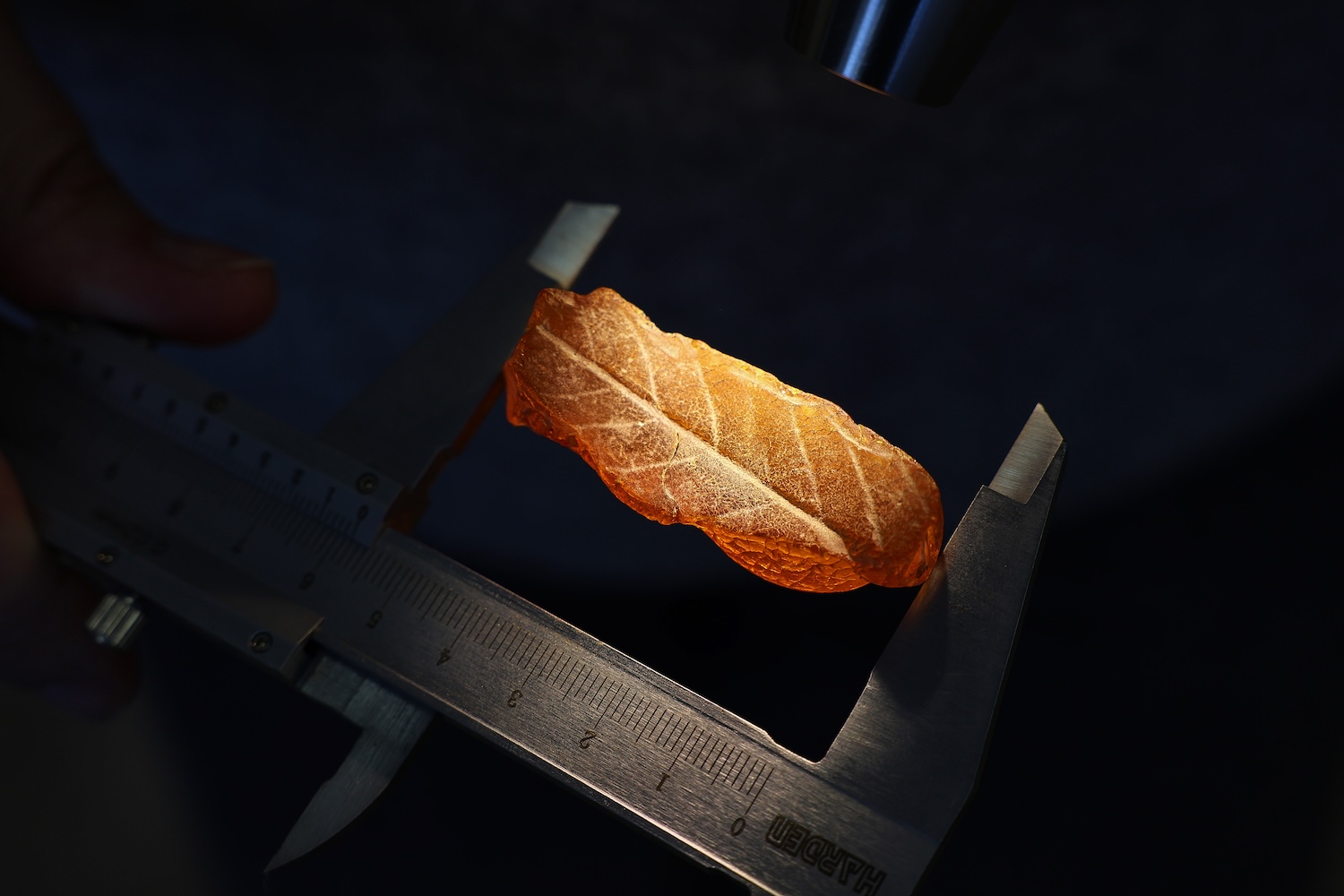 На Янтарном комбинате найден слепок листа эпохи эоцена