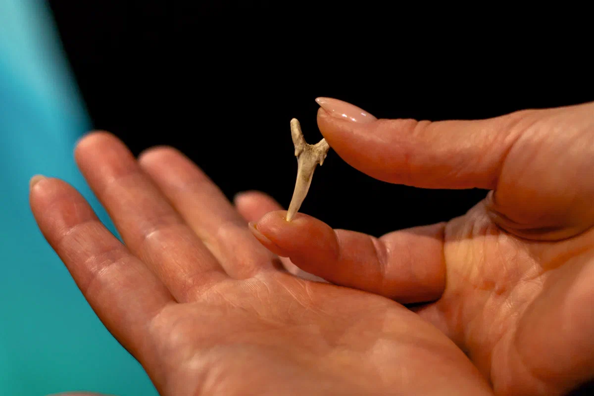 В Приморском карьере найден зуб акулы возрастом 37 млн лет 