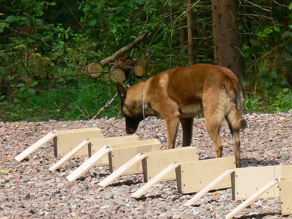 Ростех запустил серийное производство тестов для обучения собак-саперов