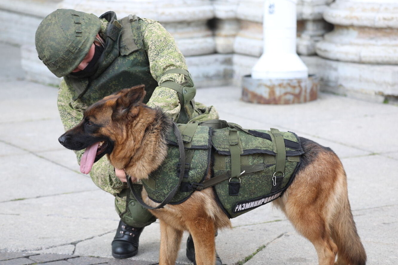 Нюх на взрывчатку: как обучают четвероногих саперов