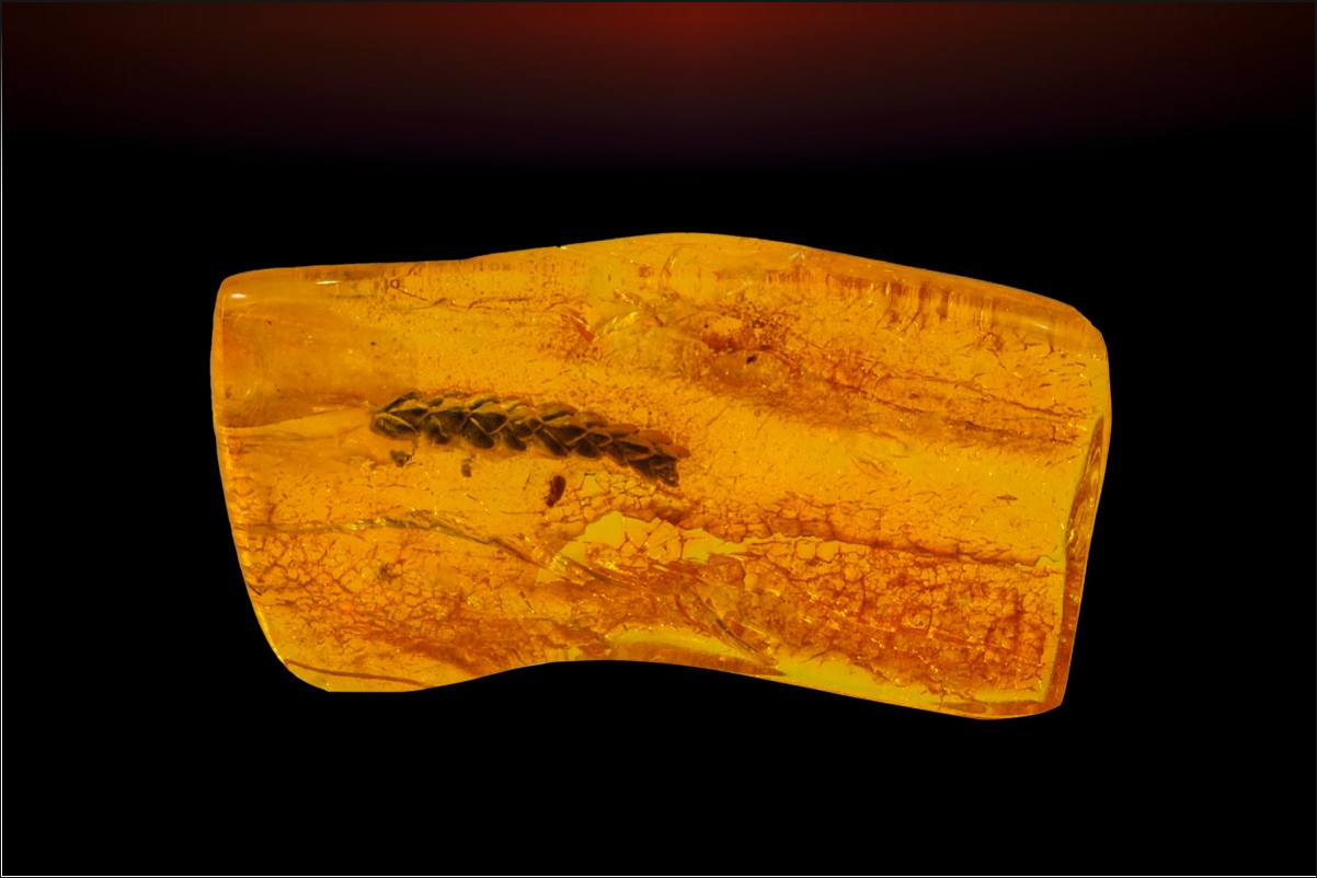 Янтарный комбинат Ростеха выставит на продажу 20 редких инклюзов