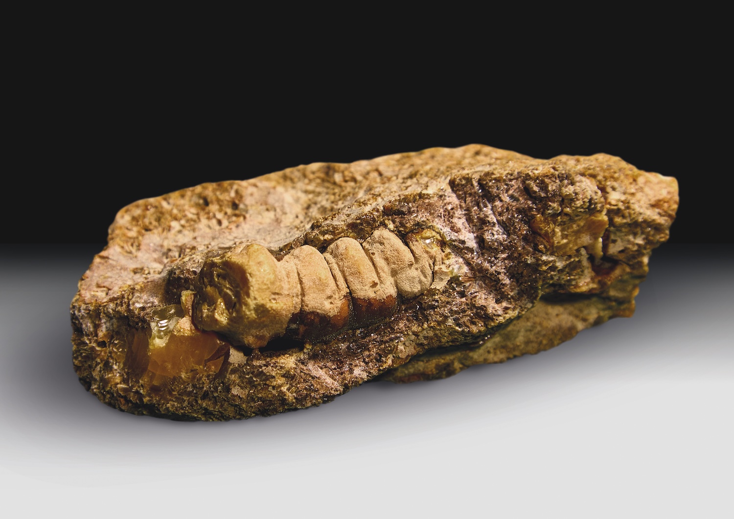 На Янтарном комбинате найден самоцвет в форме древнего насекомого