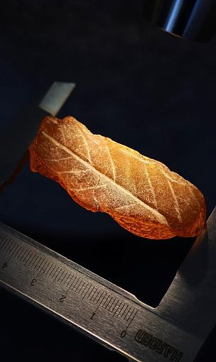 На Янтарном комбинате найден слепок листа эпохи эоцена